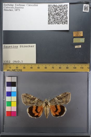 Media type: image;   Entomology 747656